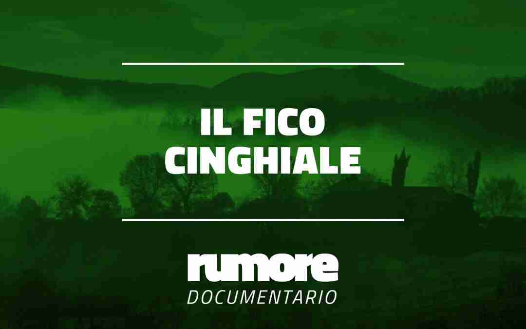Il fico cinghiale